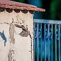 House Sparrow, female Gråsparv. Lake Balaton, Hungary