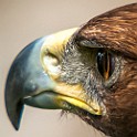Golden Eagle, Czech Republic Kungsörn, Tjeckien