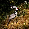 Wattled Crane, Czech Republic Vårttrana