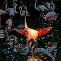 Caribbean Flamingos Chilean Flamingo