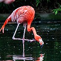 Caribbean Flamingos Chilean Flamingo