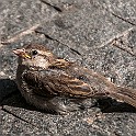 House Sparrow, chick, Bratislava, Slovakia Gråsparv