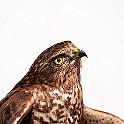 Eurasian Sparrowhawk, Säve, Sweden Sparvhök, Fågelcentralen, (Injured bird)
