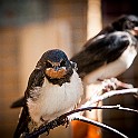 Barn Swallow, orphan chicks, Säve, Sweden Ladusvala ungar, Fågelcentralen