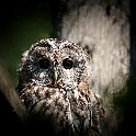 Tawny/Brown Owl, Kungälv, Sweden Kattuggla, Fågelcentralen, (Injured bird) : Owl