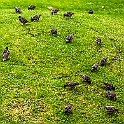Common Starling, Sweden Stare