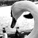 Mute Swan, Hisingen, Sweden Knölsvan