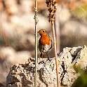 GoldF-Malta20161025-164114Xl.jpg