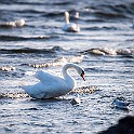 Mute Swan, Sweden Knölsvan, Ölands södra udde