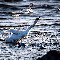 Mute Swan, Sweden Knölsvan, Ölands södra udde