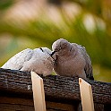 Eurasian Collared Dove, Gran Canaria, Canary Islands Turkduva
