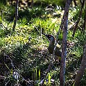 European Green Woodpecker ♂ Gröngöling, Gothenburg, Sweden