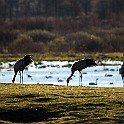 Common Crane, Sweden Trana, Lake Hornborga