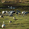 Common Crane, Lake Hornborga, Sweden Tranor, Hornborgasjön Greylag Goose, Whooper Swan, Black-headed Gull