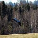 Common Crane, Lake Hornborga, Sweden Trana, Hornborgasjön