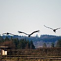 Common Crane, Lake Hornborga, Sweden Tranor, Hornborgasjön