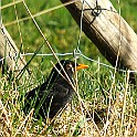 Common Blackbird, Skövde, Sweden Koltrast,♂
