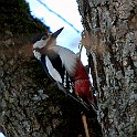 Great Spotted Woodpecker, Hjo, Sweden Större Hackspett ♂