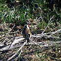 European Goldfinch, Sweden Steglits, Falkenberg