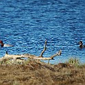 Common Pochard, Sweden ♂+♀ Brunand, Lake Hornborga