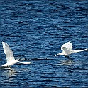 Mute Swan, Lake Hornborga, Sweden Knölsvan, Hornborgasjön