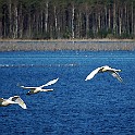 Whooper Swan, Lake Hornborga, Sweden Sångsvan, Hornborgasjön