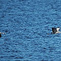 Common Crane, Lake Hornborga, Sweden Tranor, Hornborgasjön