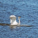 Whooper Swan, Lake Hornborga, Sweden Sångsvan, Hornborgasjön