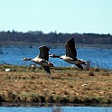 Greylag Geese, Sweden Grågäss, Lake Hornborga