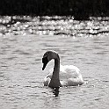 Mute Swan, Lake Hornborga, Sweden Knölsvan, Hornborgasjön