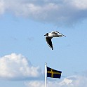 Black-headed Gull, Sweden Skrattmås