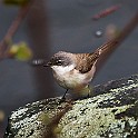 May1st-JT-GBG20180501-145529_01XC.jpg