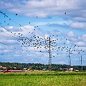 Midsommar-Lodose-Bird20210625-143213XF.jpg