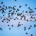 Midsommar-Lodose-Bird20210625-143216_01XCEF.jpg