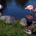 Greater Flamingo, Sweden Större Flamingo, Gothenburg
