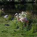 Greater Flamingo, Sweden Större Flamingo, Gothenburg