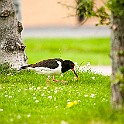 Oystercatcher20130715-181748_01X.jpg