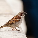 House Sparrow, Portugal Gråsparv