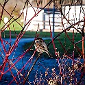 House Sparrow, Frölunda, Sweden Gråsparv