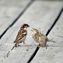 House Sparrow male feeding the chick, Sweden Gråsparv