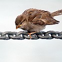 House Sparrow, chick, Sweden Gråsparv