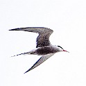 Common Tern, Russia Fisktärna, Ryssland