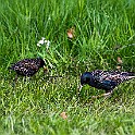 Common Starling, Sweden Stare