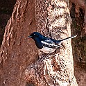 Oriental Magpie-Robin, ♀, Sri Lanka Orientshama, Skatnäktergal