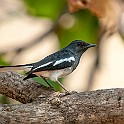 SriLanka20150128-102550X.jpg