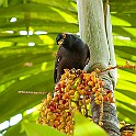 Common Myna, Sri Lanka Brunmajna, Indian Mayna