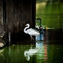Great Egret, Colombo, Sri Lanka Ägretthäger