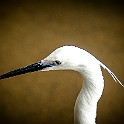 Little Egret, Sri Lanka Silkeshäger