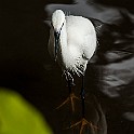 Little Egret, Sri Lanka Silkeshäger