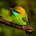 Green Bee-Eater, Sri Lanka Grön Biätare
